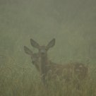 Fawns